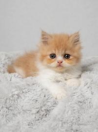 Gattini persiani