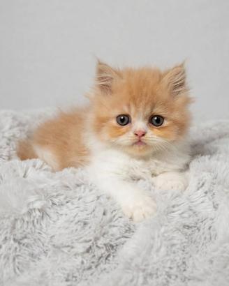 Gattini persiani