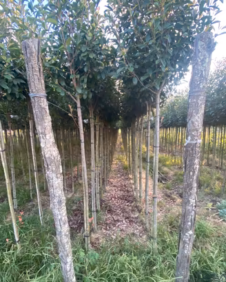 Piante pistoia