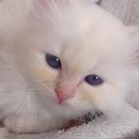 Gatti Sacri di Birmania