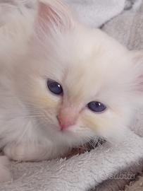 Gatti Sacri di Birmania