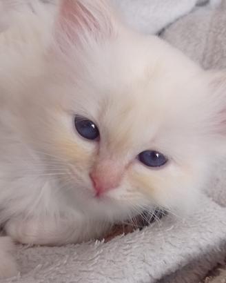 Gatti Sacri di Birmania