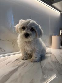 Cucciolo Maltese