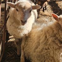 Pecore Nane d'Ouessant - Femmine giovani