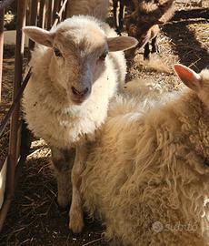 Pecore Nane d'Ouessant - Femmine giovani