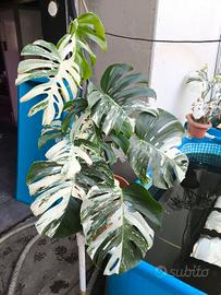 piante monstera albo variegata