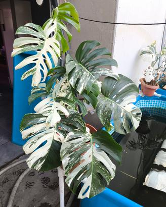 piante monstera albo variegata