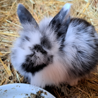 Conigli ariete cuccioli