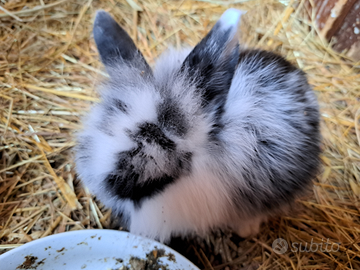Conigli ariete cuccioli