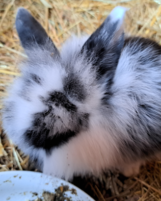 Conigli ariete cuccioli