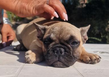 Bulldog francese