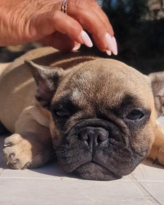Bulldog francese