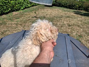 cuccioli di lagotto 