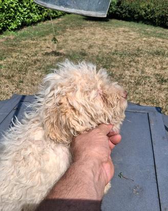 cuccioli di lagotto 