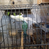 Parrocchetti dal collare