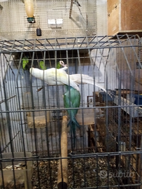 Parrocchetti dal collare