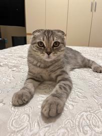 SCOTTISH FOLD