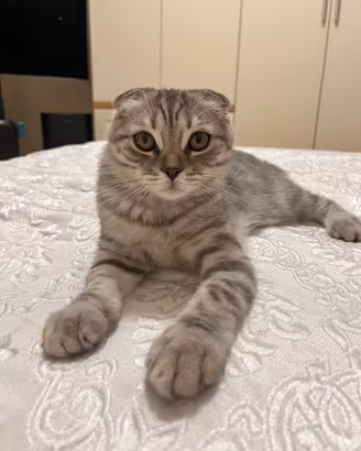 SCOTTISH FOLD