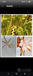 Talea epiphyllum anguliger 