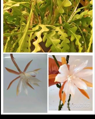 Talea epiphyllum anguliger 