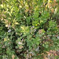 piantine ruscus garden
