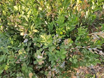piantine ruscus garden