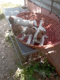 Cuccioli Jack Russell