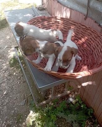 Cuccioli Jack Russell