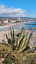 Trilocale ad Arma di Taggia