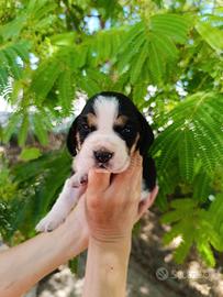 Cuccioli di Beagle