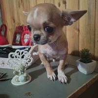 Chihuahua