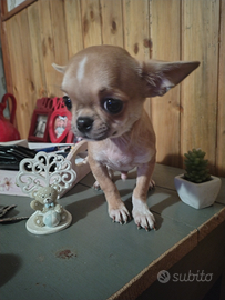 Chihuahua