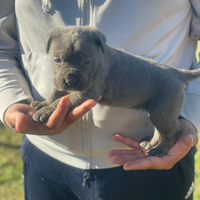 Cuccioli di cane corso