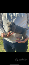 Cuccioli di cane corso