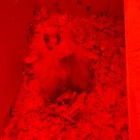 3 Pulli di Calopsita - Allevati a Mano