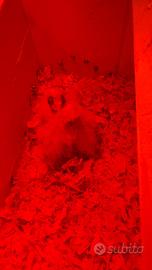 3 Pulli di Calopsita - Allevati a Mano