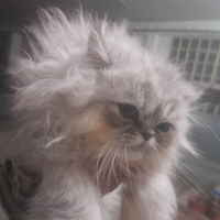 Chinchilla
