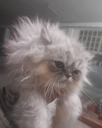 Chinchilla