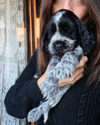 Puppies English Cocker Spaniel