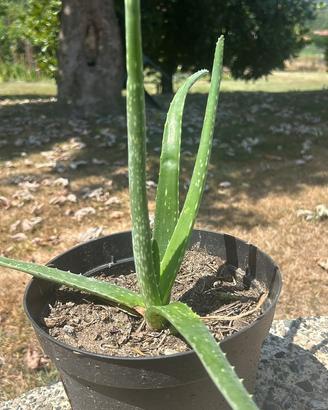 ALOE VERA