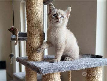 Gattino siamese