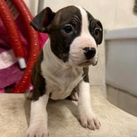 Amstaff 2 mesi e mezzo
