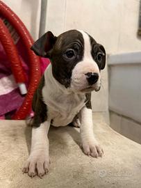 Amstaff 2 mesi e mezzo