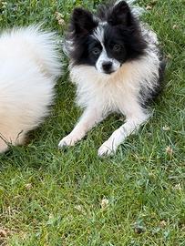 Cuccioli di Volpino Spitz Tedesco Nano