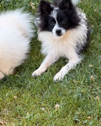 Cuccioli di Volpino Spitz Tedesco Nano