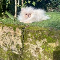 Spitz Pomera nia linea Russa femmina