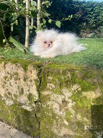 Spitz Pomera nia linea Russa femmina