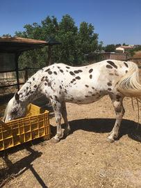 Cavalla