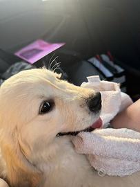 Cucciolo golden