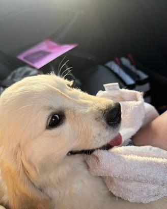 Cucciolo golden